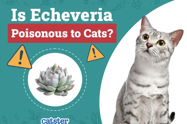 Is Echeveria Poisonous to Cats? Vet Approved Facts & Safety Tips