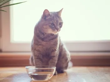 Why Does My Cat’s Water Bowl Get Slimy? 3 Likely Reasons