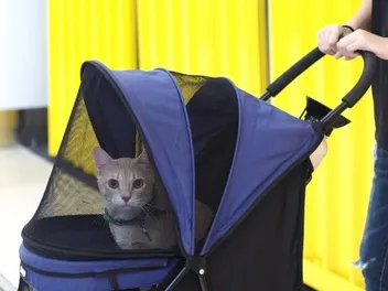 10 Best Cat Strollers in 2026 - Reviews & Top Picks