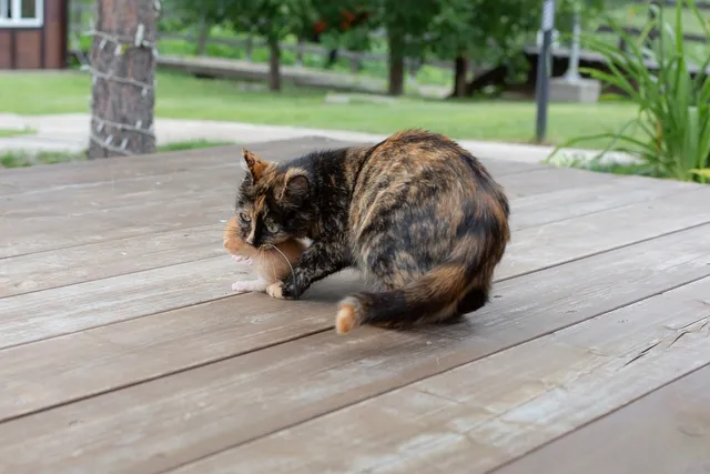 Why Does a Mother Cat Move Only One Kitten? 4 Vet-Approved Reasons & When to Worry