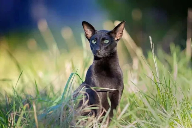Why Does My Cat Hunt? Vet-Approved Behavior Science & Information