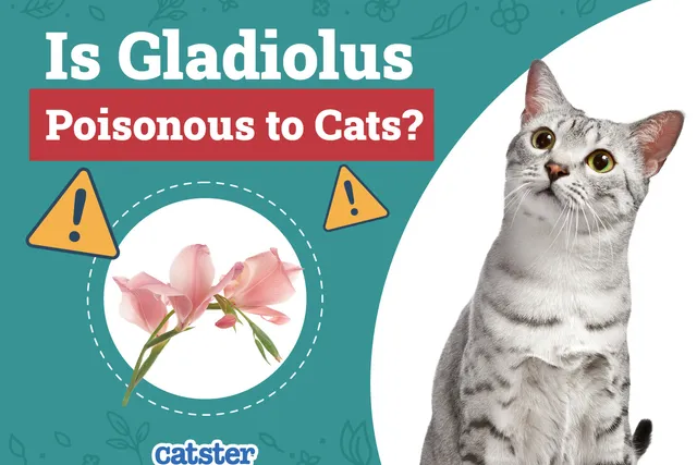 Is Gladiolus Poisonous to Cats? Vet Reviewed Advice