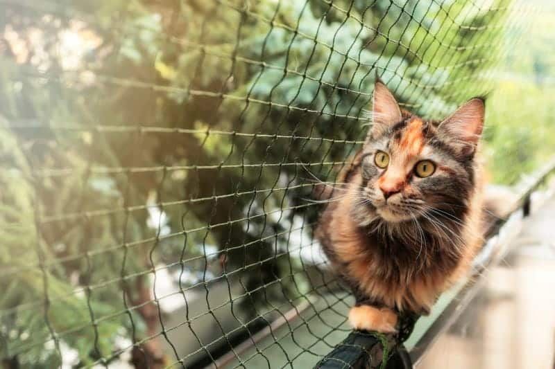 Maine coon cat on a balcony with protective net cat fence