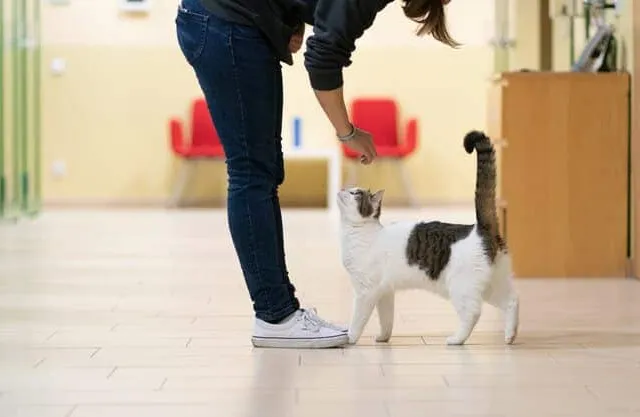12 Important Questions to Ask When Adopting a Cat - Vet-Approved Tips & Advice