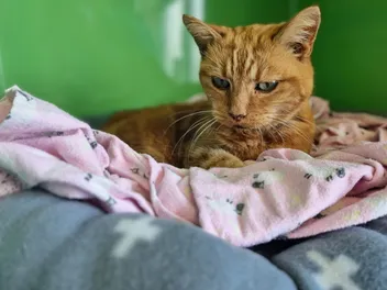 The Terminal Purr: When Purring Isn't A Sign of Happiness