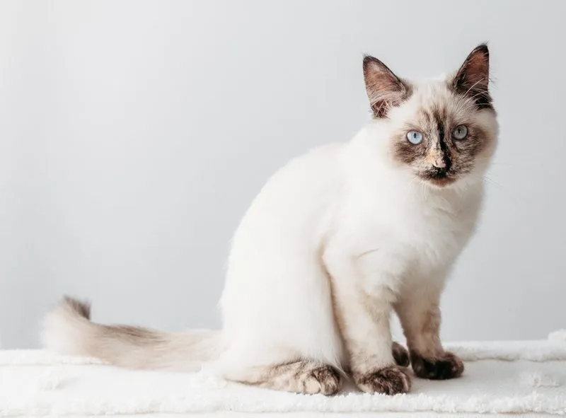 Chocolate tortie point Ragdoll cat