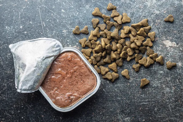 Is Expired Cat Food Safe? Vet-Verified Info & Feeding Advice