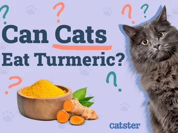Can Cats Eat Turmeric? Vet-Approved Benefits & Advice
