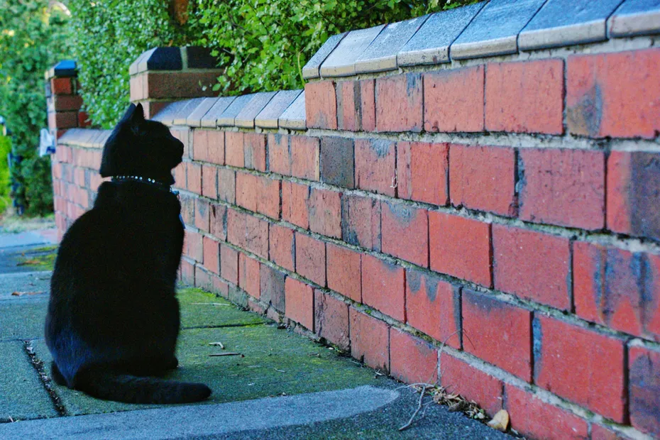black cat staring at the wall