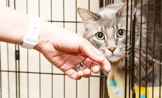 What Should I Do for Adopt a Cat Month? 5 Great Ways to Help