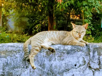 Kanaani Cat: Breed Info, Pictures, Care & Traits