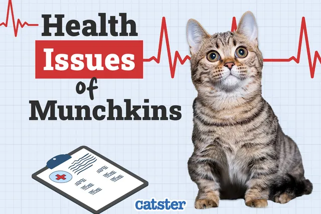 Munchkin Cat Health Problems: 7 Vet-Reviewed Issues