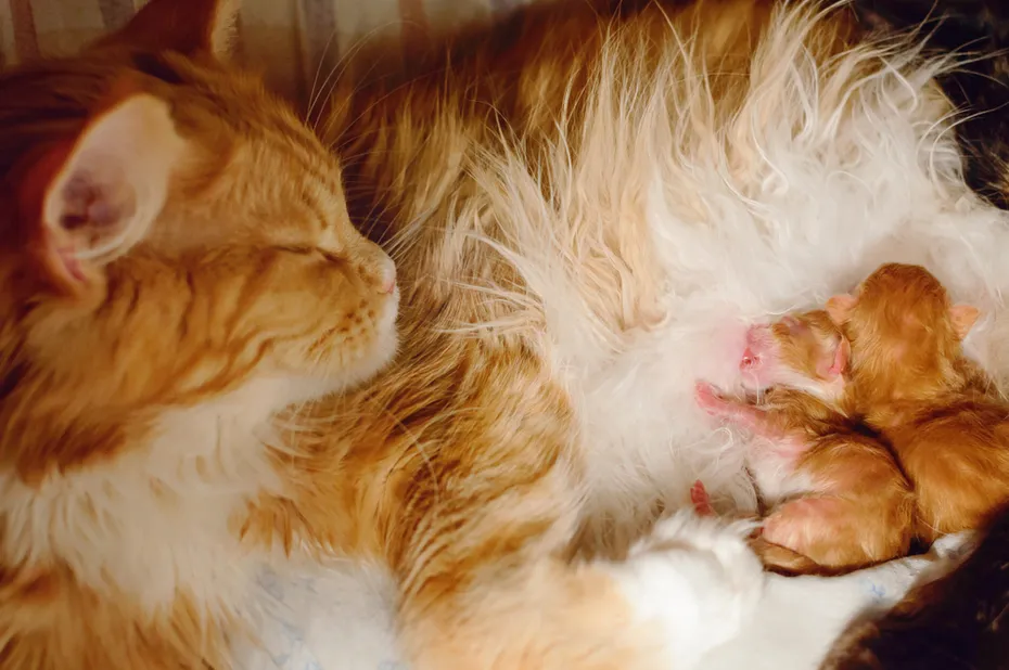 new born kittens drinking milk from long haired orange mother cat