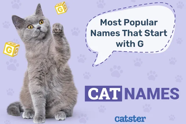 Most Popular Cat Names That Start With G in 2026