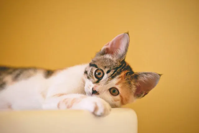 Will a Cat Recover From a Stroke? (Vet Answer)