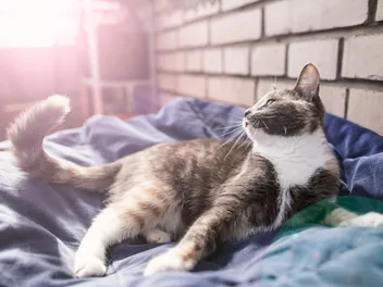 How to Make a Cat Feel Comfortable in a New Home: 12 Vet Approved Tips
