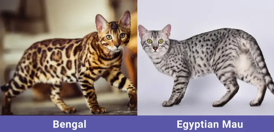 side by side Bengal VS Egyptian Mau
