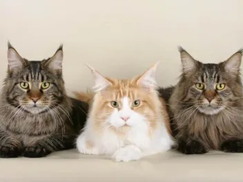 How Many Cats Can You Own in New Jersey in 2026? Facts & FAQ