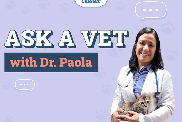 Ask Dr. Paola - Sneezing, Licking & Clean Freaks (January 6, 2025)