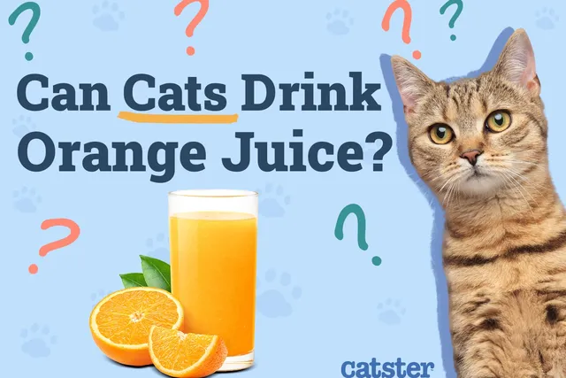 Can Cats Drink Orange Juice? Vet-Reviewed Nutrition Facts & FAQ