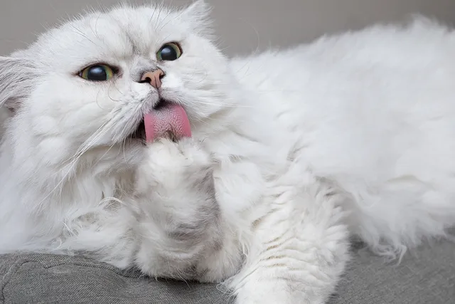 How to Stop Your Cat from Over-Grooming: Vet Answer & Advice