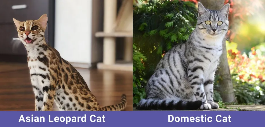 side by side Asian Leopard Cat VS domestic cat
