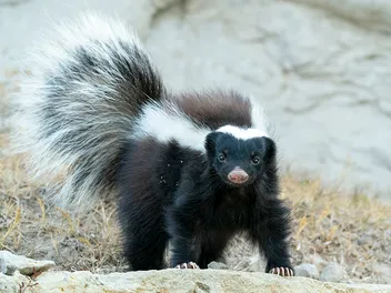 7 Ways to Keep Cats Safe From Skunks (Vet Approved Tips & Advice)