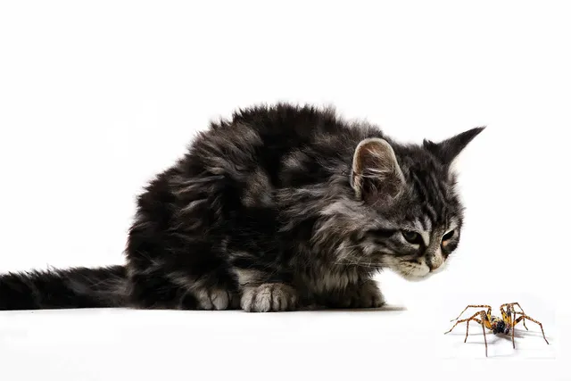 My Cat Was Bitten by a Spider, What Should I Do? Our Vet Explains