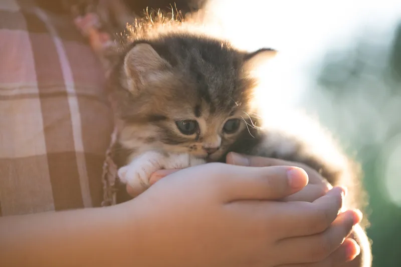 child holding a kitten