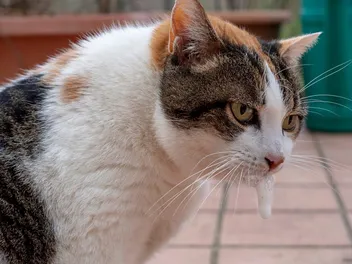 Why Is My Cat Throwing Up White Foam? 8 Vet-Reviewed Reasons