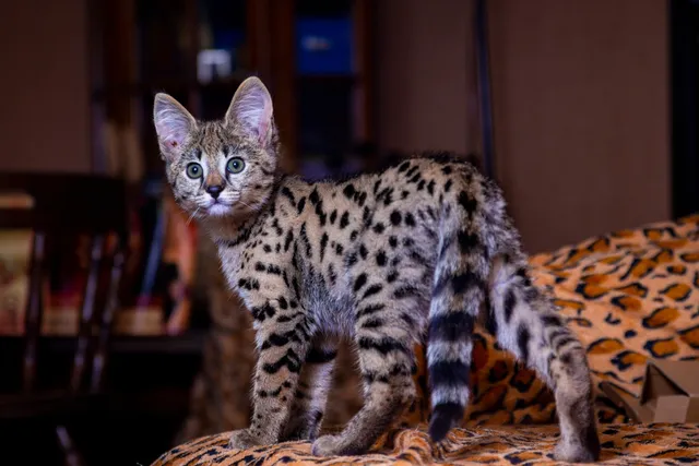 How Long Does It Take a Cat to Adjust to a New Home? Vet-Reviewed Facts & FAQ