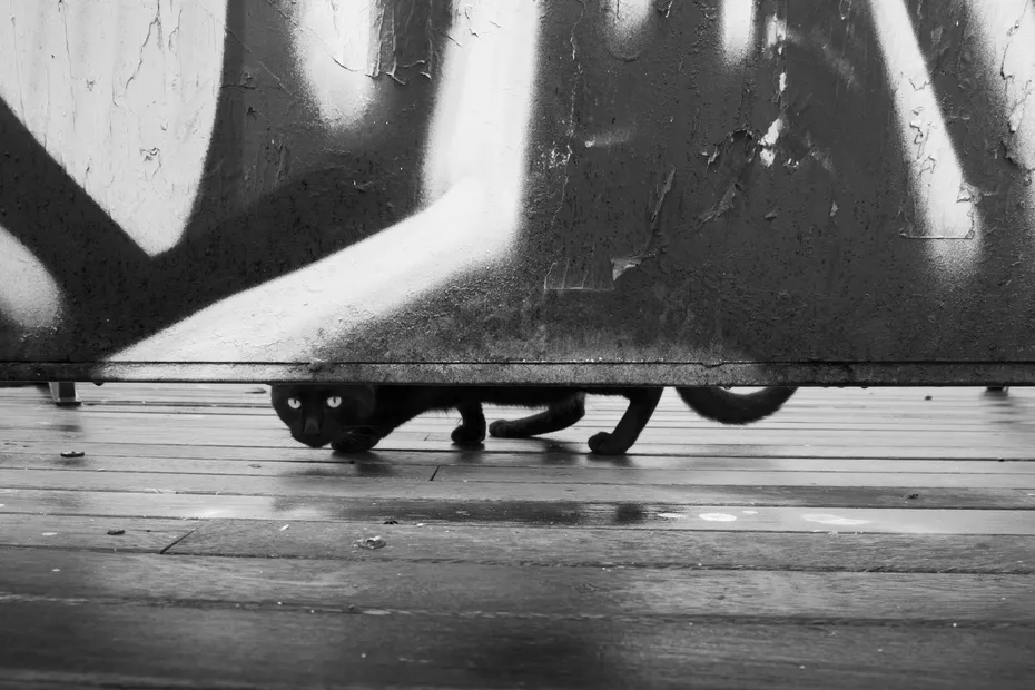Weekly Mews - Capturing Catstanbul 16