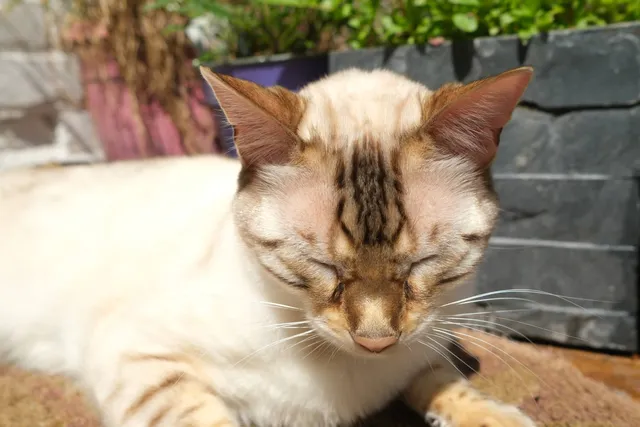 Can Cats Get Sunburn? Facts & Safety Tips (Vet Answer)