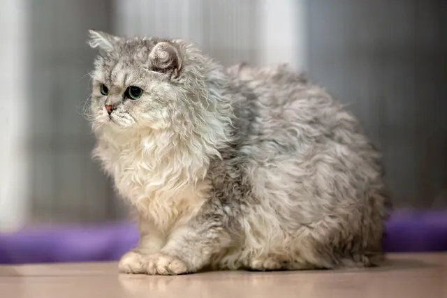 Selkirk Rex Longhair: Info, Pictures, Care & More