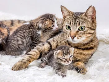 How Far Apart Can Kittens Be Born? Vet Verified Facts
