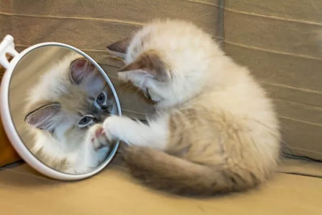 Why Is My Cat Scratching the Mirror? Possible Causes & Vet-Reviewed Solutions