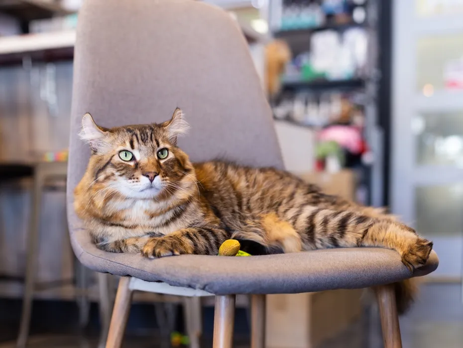a highlander cat lying on a chair