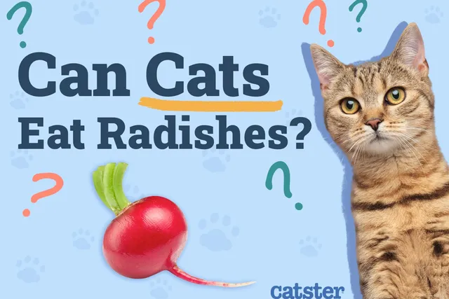 Can Cats Eat Radishes? Vet-Reviewed Facts & FAQ