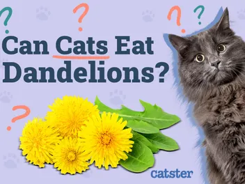 Can Cats Eat Dandelions? Vet-Approved Nutritional Benefits & FAQ