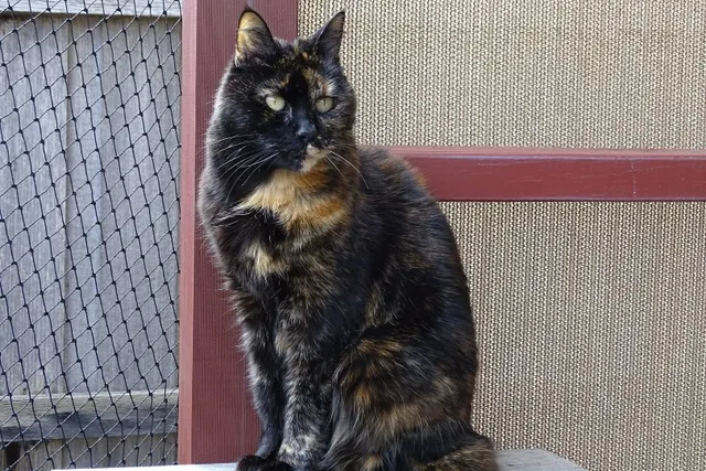 Are Tortoiseshell Cats Hypoallergenic? Vet-Approved Facts & FAQ