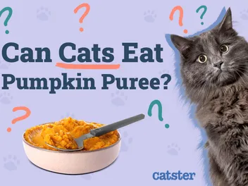 Can Cats Eat Pumpkin Puree? Vet Approved Facts & Nutrition Guide