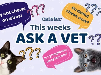Ask Dr. Paola – Help! My Cat Chews on Wires! (February 23, 2026)