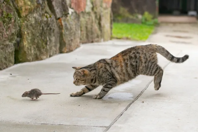 What Do Feral Cats Eat in The Wild? Vet Reviewed Facts & FAQ