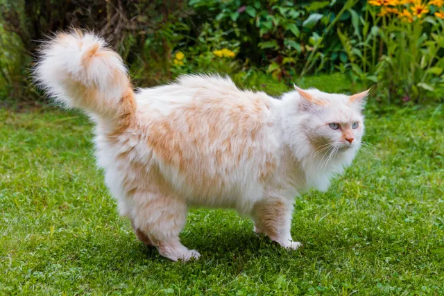 How to Keep Cats Out of Mulch: 12 Vet-Reviewed Tips
