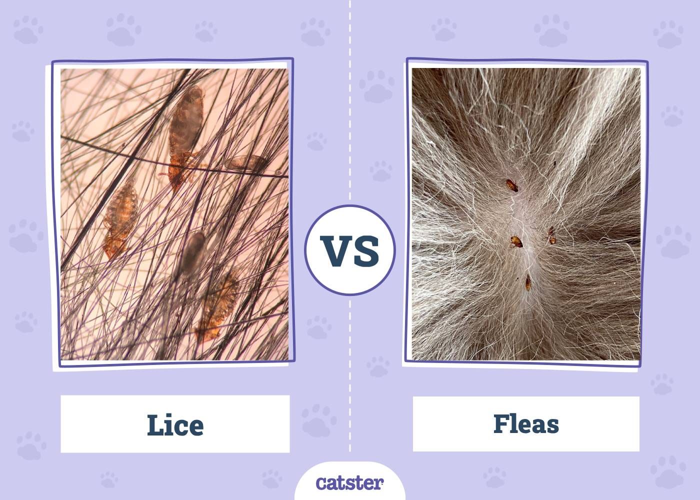 Lice VS Fleas