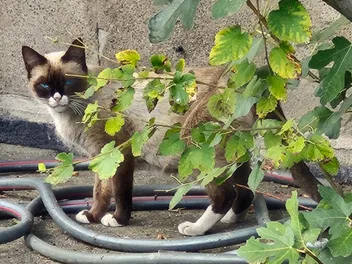 The Bandit Who Stole My Heart