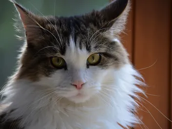 15 Cat Breeds Similar to Maine Coon (With Info & Pictures)