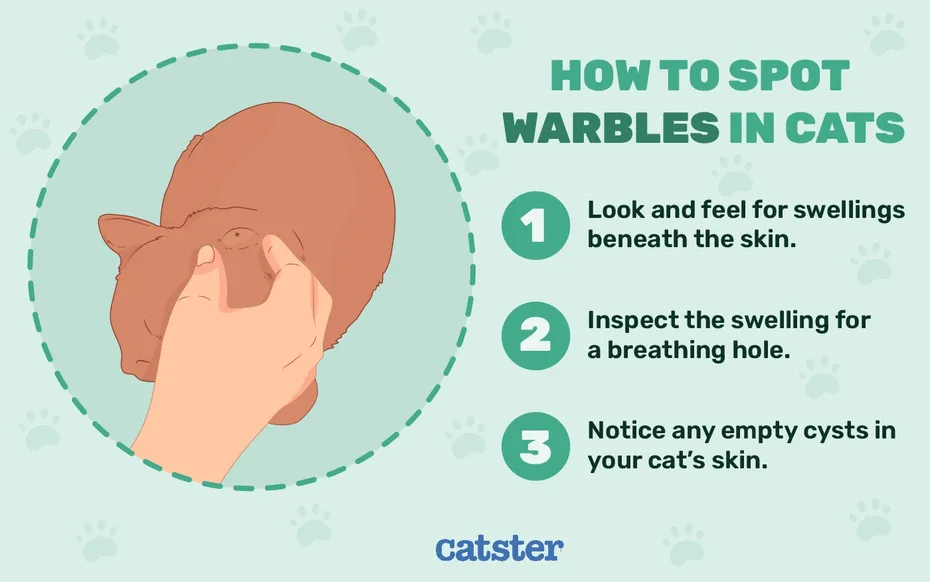 how to spot warbles in cats