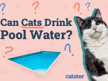 Can a Cat Drink Pool Water? Vet Reviewed Risks for Chlorine & Saltwater