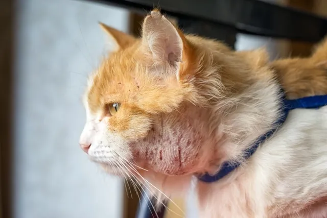 Will a Cat Abscess Heal on Its Own? Our Vet Explains Causes, Treatment & Prevention